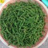 Hạt tiêu xanh chất lượng cao nhà trồng