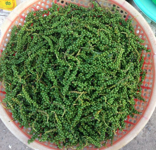 Hạt tiêu xanh chất lượng cao nhà trồng