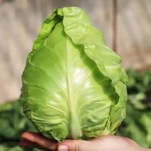 Bắp cải trái tim